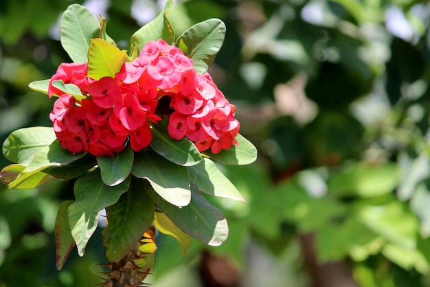 De bloemen van Euphorbia Milii