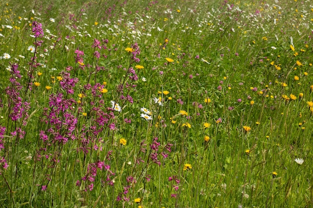 De bloemenachtergrond is groen gras en wilde bloemen