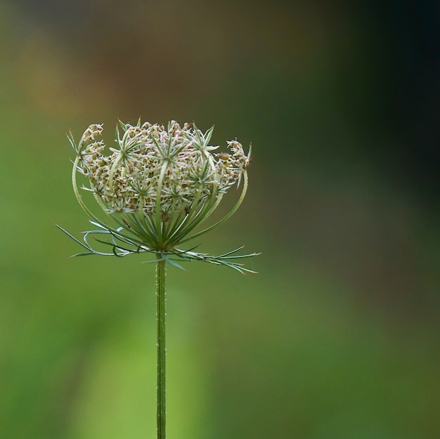 de bloemenplant in de tuin in de natuur