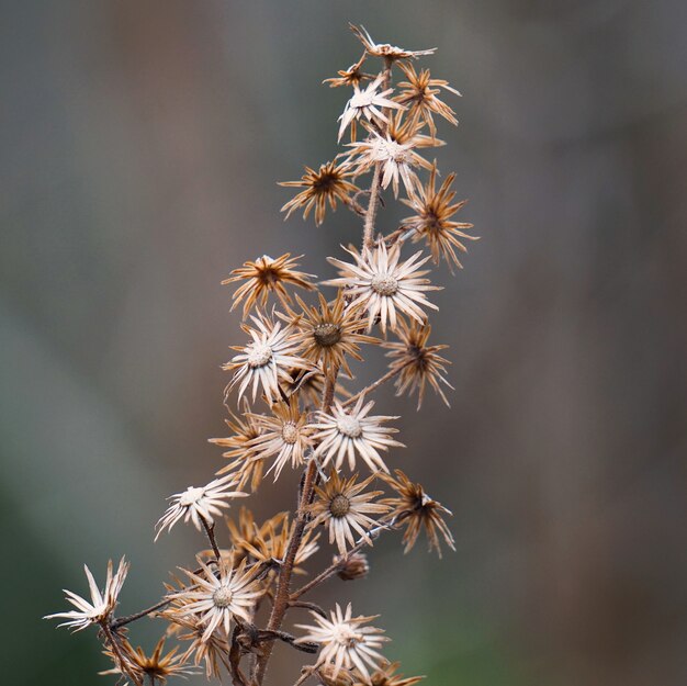 Foto de bloemenplant in de tuin in de natuur