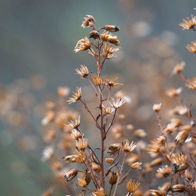 de bloemenplant in de tuin in de natuur