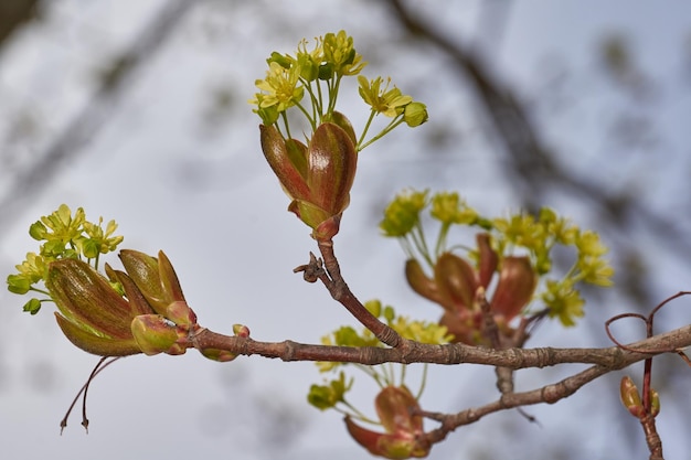 Foto de bloemknoppen van de hulstesdoorn zijn bloeiende lat acer platanoides