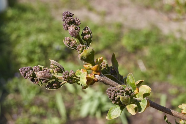 De bloemknoppen van de seringen lat Syringa vulgaris bloeien en de bloeiwijzen verschijnen
