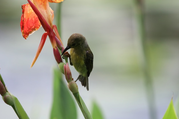 De bloesem Oranje Canna bloeit mooie kleur met vogel voedende nectar van boom