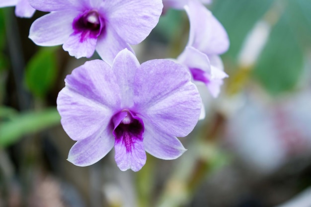 De bloesem van een witpaarse orchidee