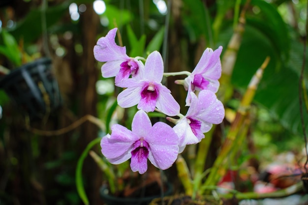 De bloesem van een witpaarse orchidee