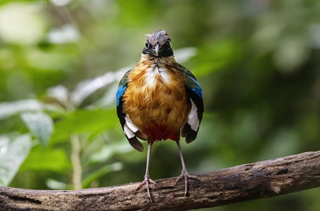 De bluewinged pitta zitstokken op boomtak Thailand