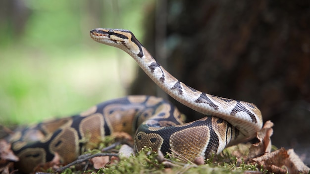 De boa constrictor hief zijn hoofd op. Een grote dikke slang kijkt op. Wildlife, gevaarlijk dier. Onscherpe achtergrond, 4K UHD.