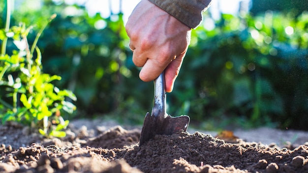 De boer graaft de grond in de moestuin De grond voorbereiden voor het planten van groenten Tuinbouwconcept Landbouwwerk op de plantage