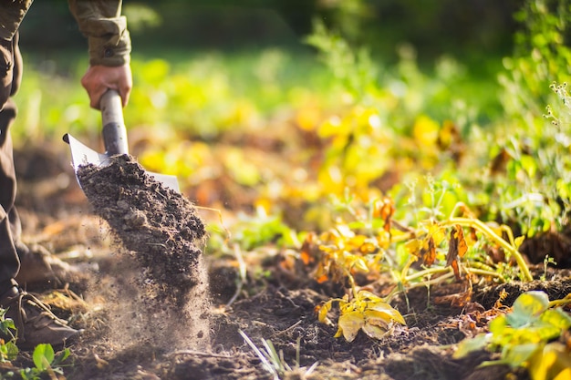 De boer graaft de grond in de moestuin De grond voorbereiden voor het planten van groenten Tuinbouwconcept Landbouwwerk op de plantage