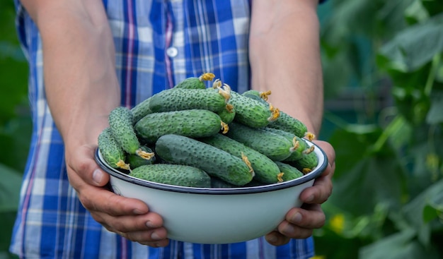 De boer houdt een schaal met vers geplukte komkommers in zijn handen