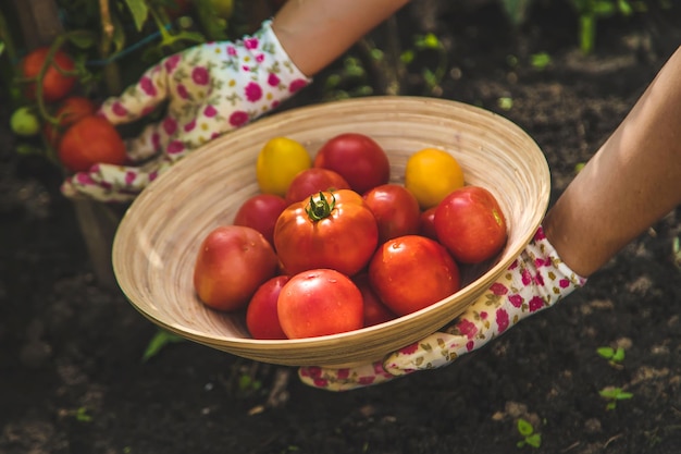 De boer oogst tomaten in de tuin Selectieve focus