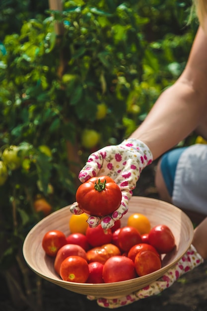 De boer oogst tomaten in de tuin Selectieve focus