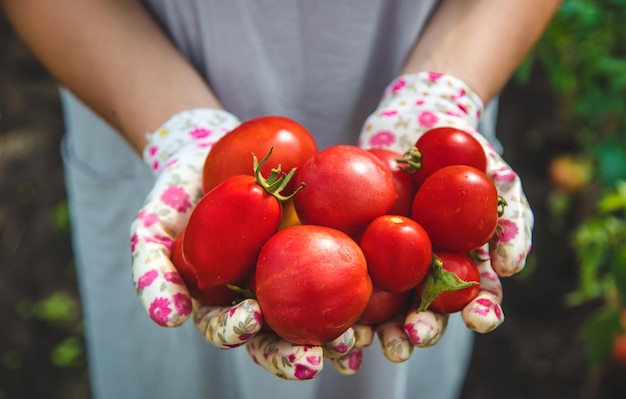 De boer oogst tomaten in de tuin selectieve focus