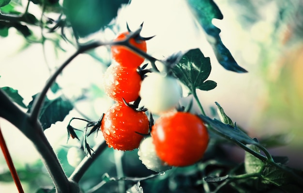 De boer oogst verse tomaten in de kas. Ecologische groenten goede voeding.