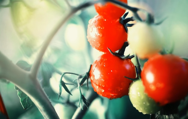 De boer oogst verse tomaten in de kas. Ecologische groenten goede voeding.