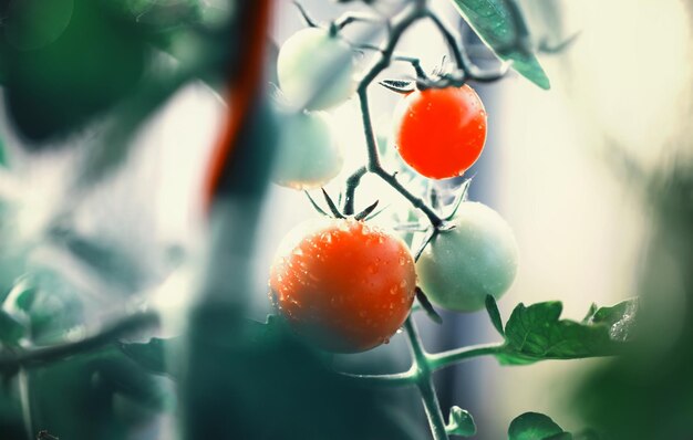 De boer oogst verse tomaten in de kas Ecologische groenten goede voeding