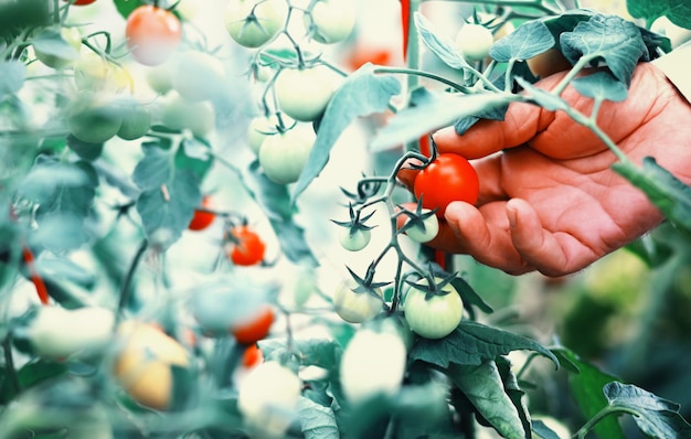 De boer oogst verse tomaten in de kas ecologische groenten goede voeding