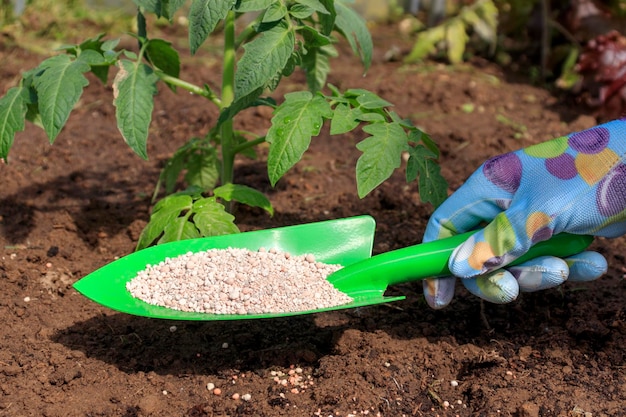 De boer past korrelige meststoffen toe op jonge tomatenplanten Hand in een handschoen, houd een schop vast en bemest zaailingen in een biologische tuin