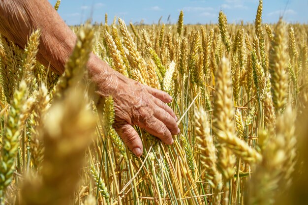 De boer raakt de tarweaartjes aan met zijn hand. Zonnig veld van graangewassen