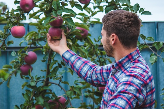 De boer verzamelt appels in de tuin in een houten kist