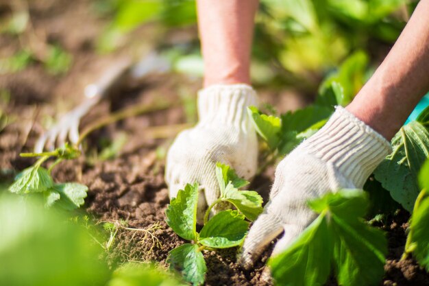 De boer zorgt voor de planten in de groentetuin op de boerderij Tuin- en plantageconcept Landbouwplanten die in tuinbeddingen groeien