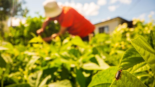 De boer zorgt voor de planten in de groentetuin op de boerderij Tuin- en plantageconcept Landbouwplanten die in tuinbeddingen groeien