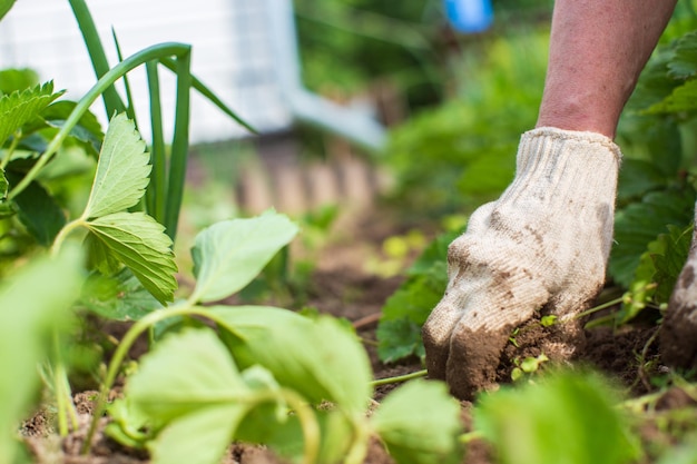 De boer zorgt voor de planten in de moestuin op de boerderij Tuin- en plantageconcept Landbouwplanten groeien in tuinbedden