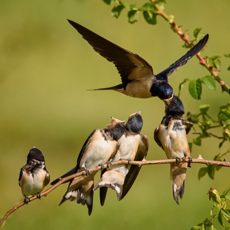 De boerenzwaluw voedt een van zijn vier nestvogels tijdens de vlucht