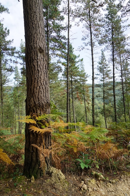 de bomen in het bos