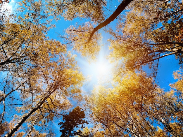 De bomen opzoeken in het herfstbos Herfstbos achtergrond