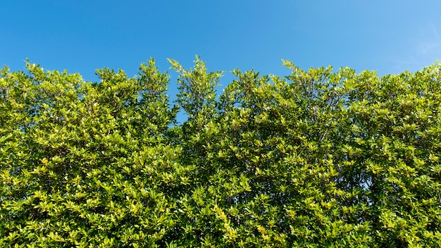 De bomen vertakken zich kader mooie groene bladeren tegen duidelijke blauwe hemelachtergrond