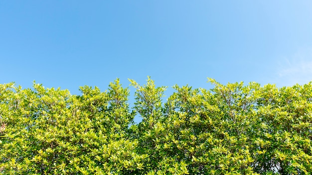 De bomen vertakt zich kader mooie groene bladeren tegen duidelijke blauwe hemel