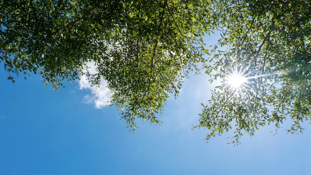 De bomen vertakt zich kader mooie groene bladeren tegen duidelijke blauwe hemelachtergrond