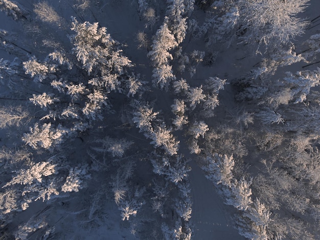 De bomen zijn bedekt met sneeuw de toppen worden verlicht door de zon een bosweg is zichtbaar beneden