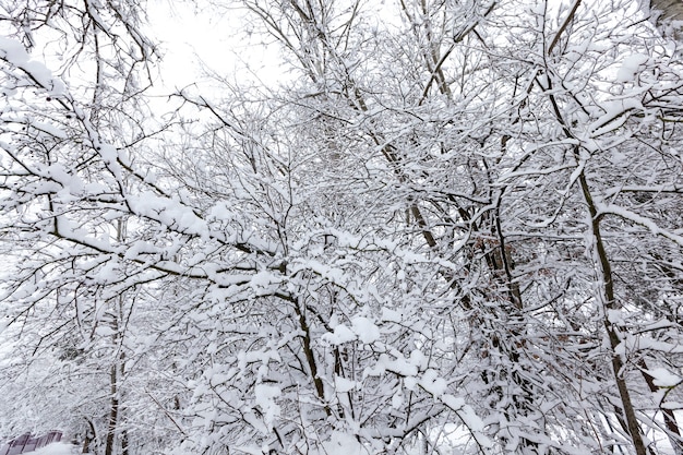 De bomen zijn bedekt met sneeuw na vorst en sneeuwval, sneeuwbanken in het park of winterbos, er zullen voetafdrukken in de sneeuw zijn, een groot aantal kale loofbomen in het winterseizoen