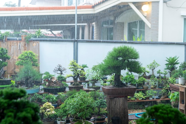 Foto de bonsai van de verzamelaar begint te regenen.