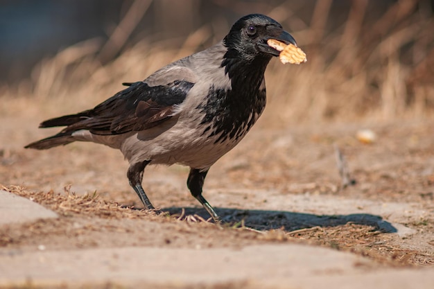 De bonte kraai corvus cornix is een vogelsoort in het geslacht corvus gray crow met een koekje in zijn bek