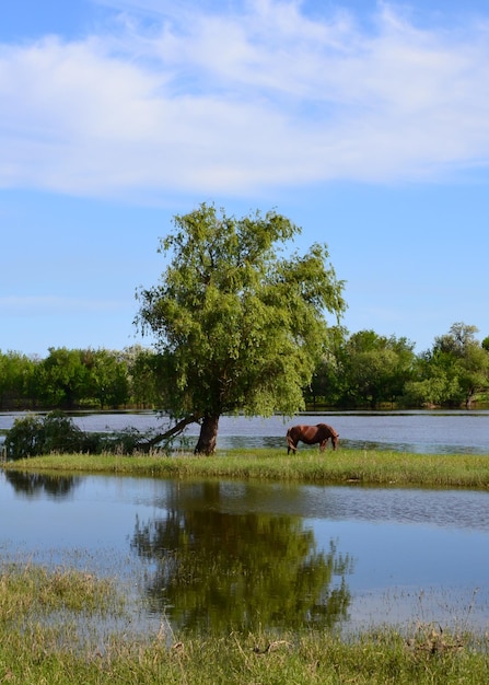 De boom aan de oever van de rivier Natuur Paard Achtergrond