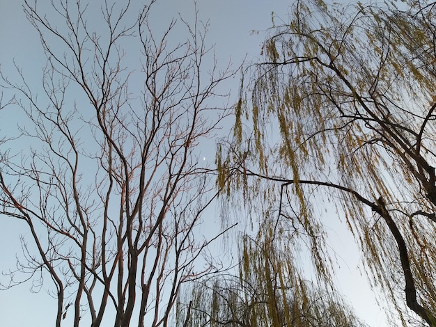 Foto de boom in de lucht