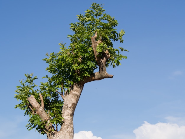 de boom in het park op blauwe hemel met wolkenachtergrond