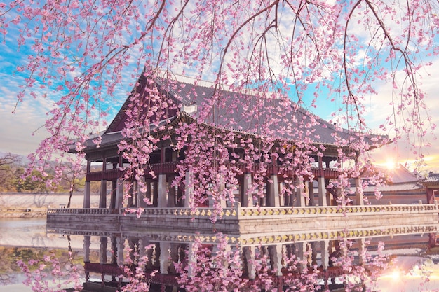 De boom van de kersenbloesem in de lente bij Gyeongbokgung-Paleis