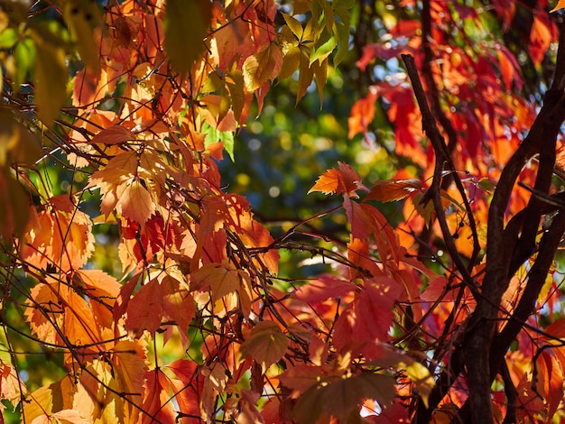 De boomherfst verlaat de gele rode achtergrond van hemeltakken