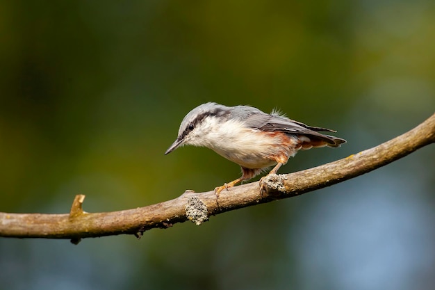 De Boomklever op een tak Birds of Central Russia