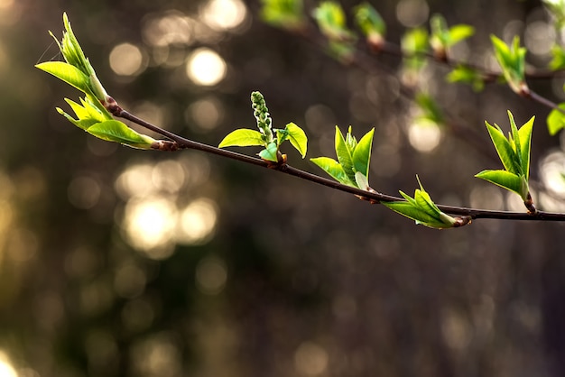 De boomtak van de lente met bladeren op vaag