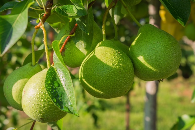 De boomtak van de peren op een zonnige de zomerdag