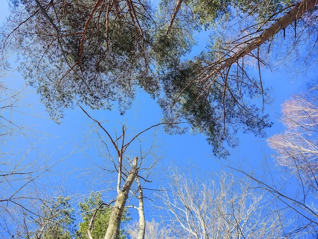 De boomtoppen in het bos op een blauwe hemelachtergrond in de lente