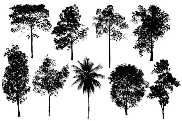 Foto de boomvorm is het belangrijkste ter wereld zuurstofproductie