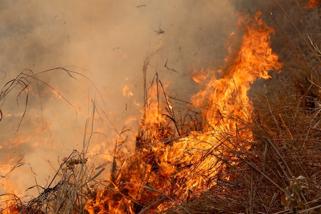 De bosbranden die in het Bos bij plattelandsgebied van Khon Kaen branden.