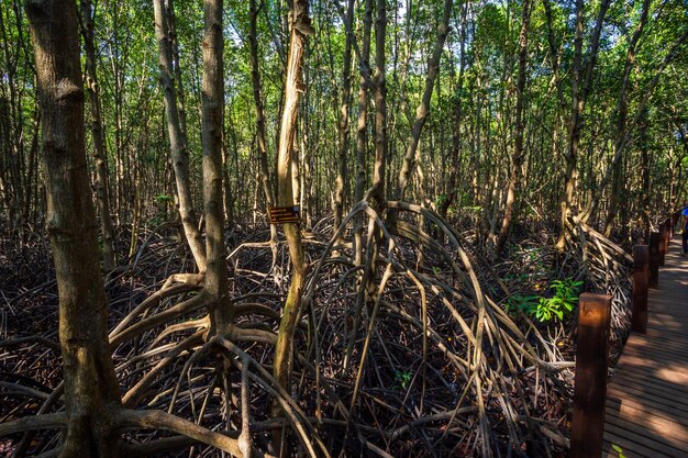 De bosmangrove in Chanthaburi Thailand.